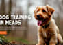 create squarespace dog walking website pet service website booking website
